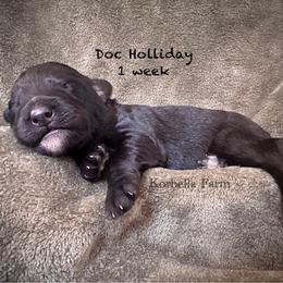 Doc Holliday (Mini Size) - Black male Bordoodle puppy in Mulino, Oregon from Korbella Farm