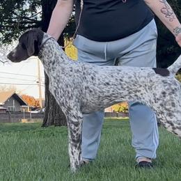 German Shorthaired Pointer puppies from Von Lahrheim Shorthairs & Ermali Chis