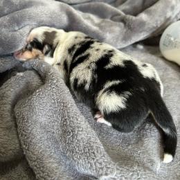 Cookies 'n Cream - Blue merle and white female American Corgi puppy in Waltham, Maine from Downeast Corgis