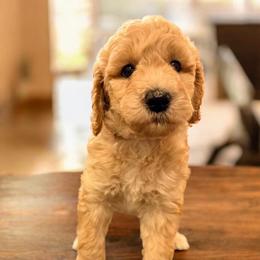 Mira - Apricot female Goldendoodle puppy in Macclenny, Florida from Baker County Goldendoodles
