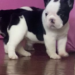 French Bulldog Puppies from Hilltop French Bulldogs