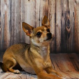 Saber - Chihuahua