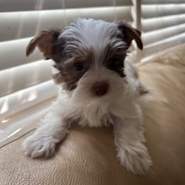 Choco chip - Chocolate, tan and white male Yorkshire Terrier puppy in Florence, Alabama from Ashley Yester