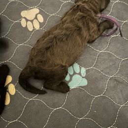 Poodle Puppies from S. E. Standard Poodles