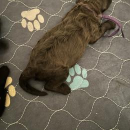 Poodle Puppies from S. E. Standard Poodles