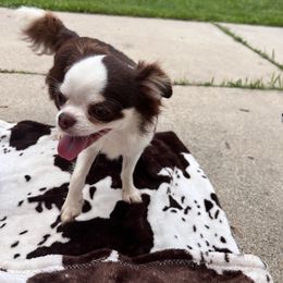 Remy - Chihuahua