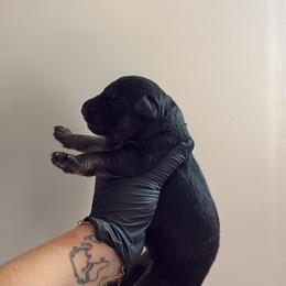Effie - Bi-color female German Shepherd puppy in Knowlton Township, New Jersey from Augenblick Kennels