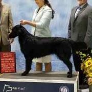 Snickers - Flat-Coated Retriever