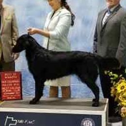Snickers - Flat-Coated Retriever