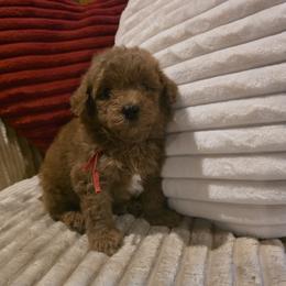 Red collar boy - Red  male Goldendoodle puppy in Bristol, Tennessee from 4goldendoodles