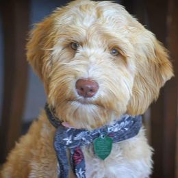 Willow - Australian Labradoodle