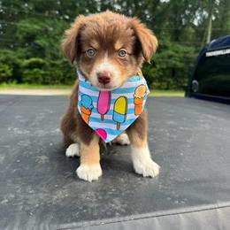 Freedom - Red tri male Miniature Australian Shepherd puppy in Corbin, Kentucky from Lightning K Kanine’s