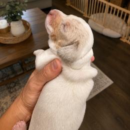 Tucker   AKC Isabella dapple piebald 3500 - Dapple male Dachshund puppy in Indian Trail, North Carolina from Hilda’s Teenie Weenies