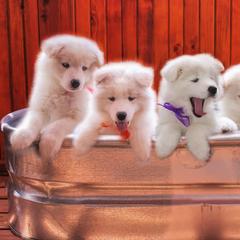 Samoyeds from Ancient Dream Samoyeds