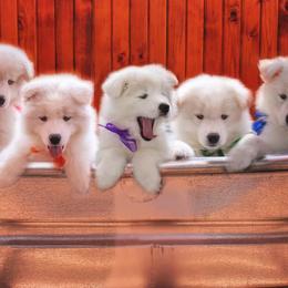Samoyeds from Ancient Dream Samoyeds