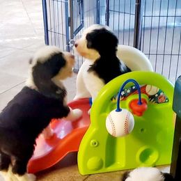Old English Sheepdog Puppies from Orleans Old English Sheepdogs