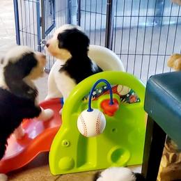Old English Sheepdog Puppies from Orleans Old English Sheepdogs
