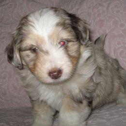 Aussiedoodle and Toy Australian Shepherd Puppies from Booty Shaker Toy Aussies