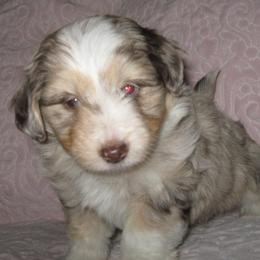 Aussiedoodle and Toy Australian Shepherd Puppies from Booty Shaker Toy Aussies