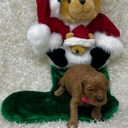 Goldendoodle Puppies from Ming’s Dynasty Doodles