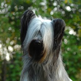 Toby - Skye Terrier
