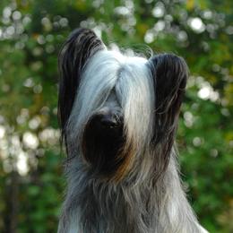 Toby - Skye Terrier
