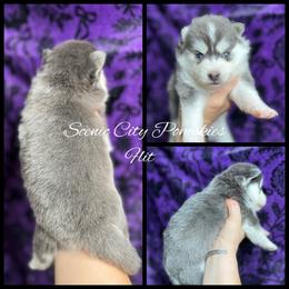 Flit - Blue female Pomsky puppy in Rossville, Georgia from Scenic City Pomskies