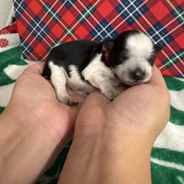 Red boy - Parti male Miniature Schnauzer puppy in Oneonta, Alabama from Murphree Valley Kennels