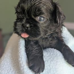 Coal - Black male Shih Tzu puppy in Claxton, Georgia from Small Pawz Shih tzu