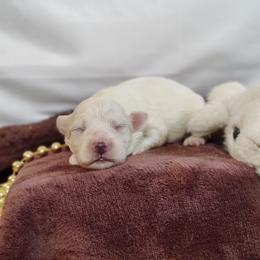 Poppy-OFA and CHIC parents - White female Coton de Tulear puppy in Westfield, North Carolina from Legacy Pets