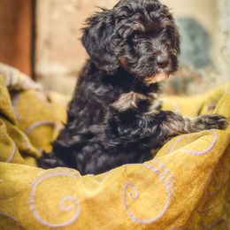 Bernedoodle and Cavapoo Puppies from Positively Doodles