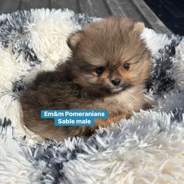 Sable teddy bear face - Orange sable male Pomeranian puppy in Kentucky from Em&M Pomeranians