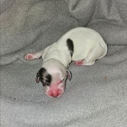 Blue pie boy - Piebald male Dachshund puppy in Herald, California from Bluegum Dachshunds