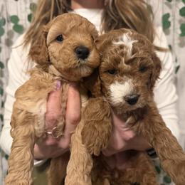 Cavapoo Puppies from Lucy Lou’s Cavapoos