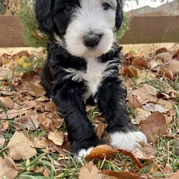 Cavapoos, Goldendoodles, Golden Retrievers, Poodles, and Sheepadoodles from Puppy Paws Colorado