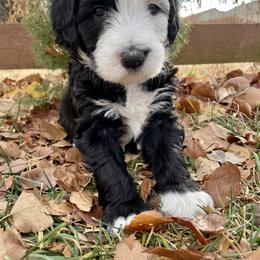 Cavapoos, Goldendoodles, Golden Retrievers, Poodles, and Sheepadoodles from Puppy Paws Colorado