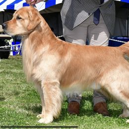 Golden Retrievers from Sabine's Golden Retrivers