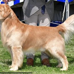 Golden Retrievers from Sabine's Golden Retrivers