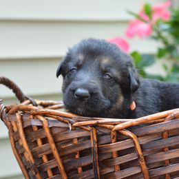 German Shepherd Puppies from Gems German Shepherd Dog Puppies