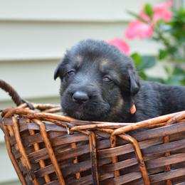 German Shepherd Puppies from Gems German Shepherd Dog Puppies