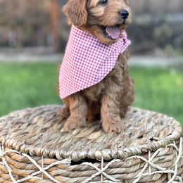 Goldendoodle Puppies from JD GoldenDoodles