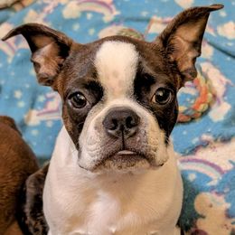Alucard - Boston Terrier