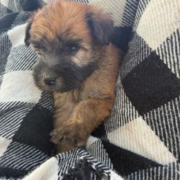 Scar - Wheaten male Soft Coated Wheaten Terrier puppy in Nokomis, Illinois from Windhill Wheatens