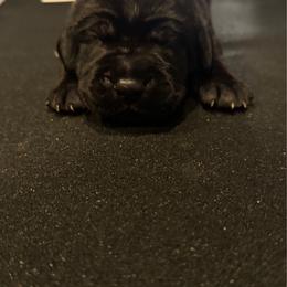 Lavendar - Black female Cane Corso puppy in Homeland, California from Dal Deserto Cane Corso