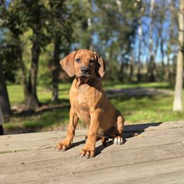 Teal Girl - Red wheaten female Rhodesian Ridgeback puppy in Hillman, Minnesota from Rhoxwood Kennel