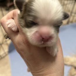 Boy 1 - Silver and white male Shih Tzu puppy in Texarkana, Texas from Buttons and Bows AKC Shih Tzu’s