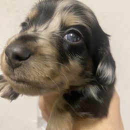Dachshund Puppies from Yellowstone Dachshunds
