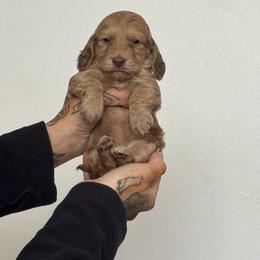 Girl 2 - Cream female Dachshund puppy in Rio, Wisconsin from Three K Miniature Dachshunds