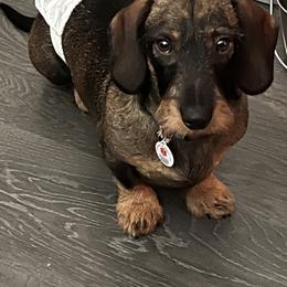 Dachshund All Grown Up from Karmas Dachshunds