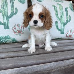 Benny - Blenheim male Cavalier King Charles Spaniel puppy in Lula, Georgia from Cavaliers by Crumley